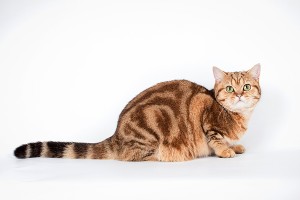 Золотой мраморный британец (британский кот, кошка)  